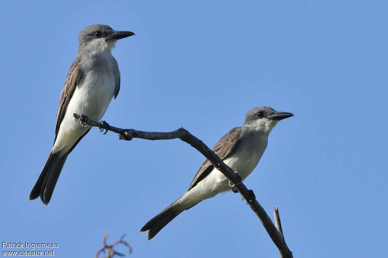 Grey Kingbirdadult