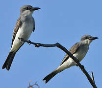 Grey Kingbird