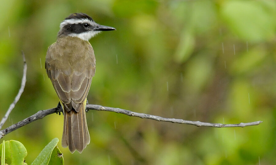 Lesser Kiskadeeadult