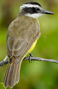 Lesser Kiskadee