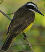 Lesser Kiskadee