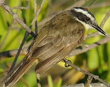 Lesser Kiskadee