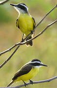 Lesser Kiskadee