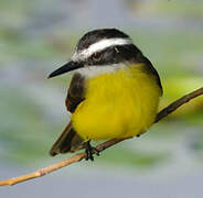 Lesser Kiskadee