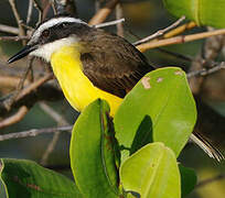 Lesser Kiskadee