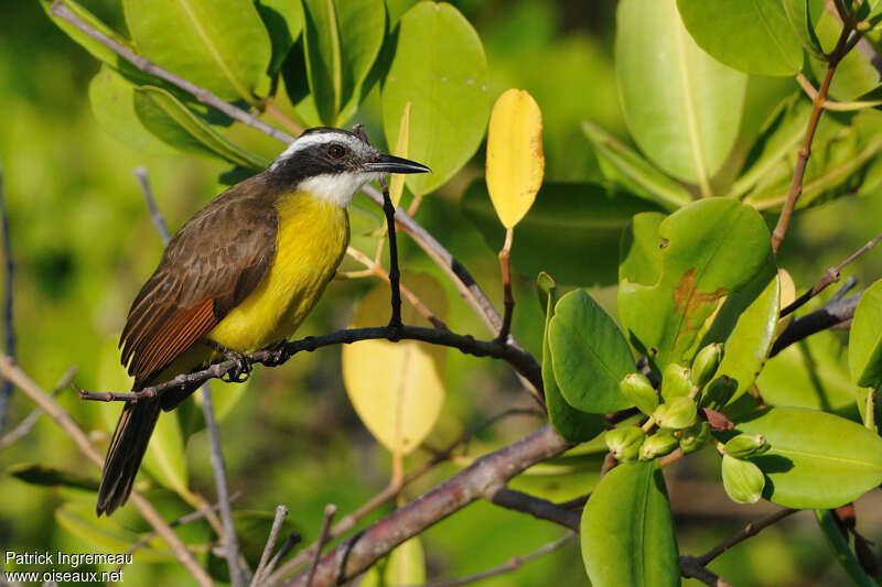 Lesser Kiskadeeadult, identification