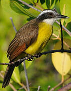 Lesser Kiskadee