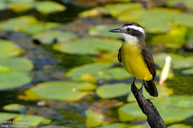 Lesser Kiskadeeadult, identification