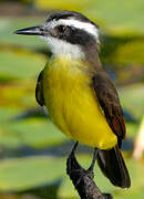 Lesser Kiskadee