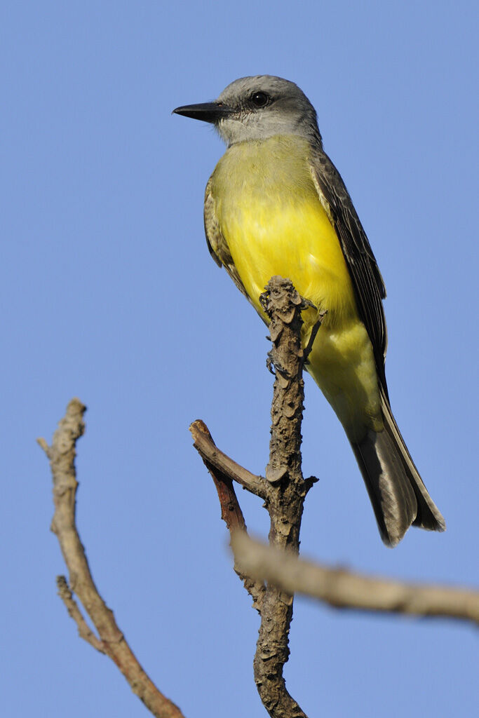 Tropical Kingbirdadult