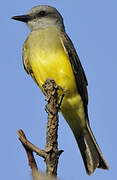 Tropical Kingbird