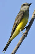 Tropical Kingbird