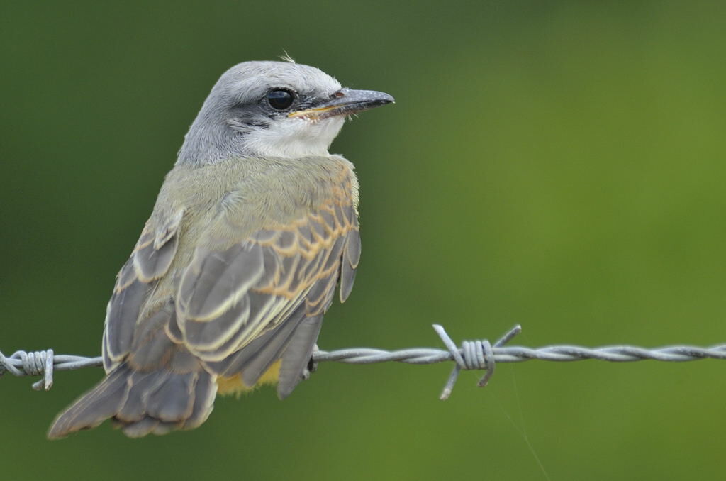 Tropical Kingbirdjuvenile, identification