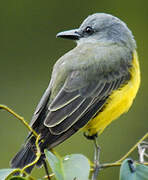 Tropical Kingbird