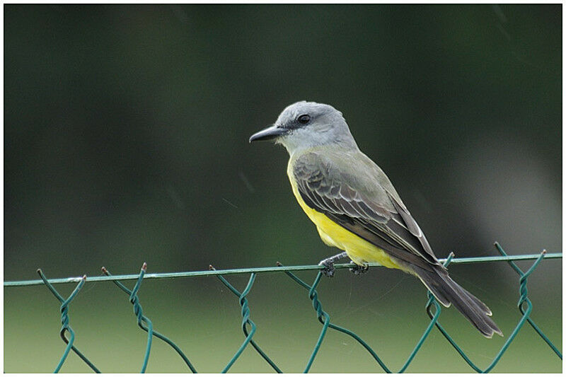 Tropical Kingbirdadult