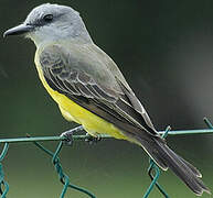 Tropical Kingbird