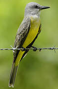 Tropical Kingbird