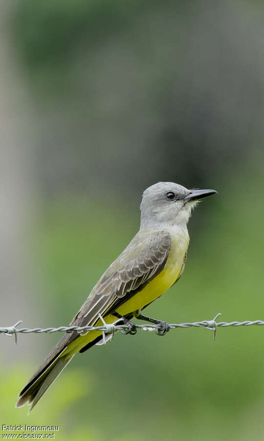 Tropical Kingbirdimmature, identification