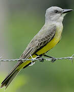 Tropical Kingbird