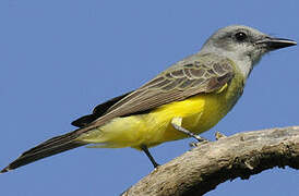 Tropical Kingbird