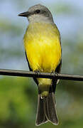 Tropical Kingbird