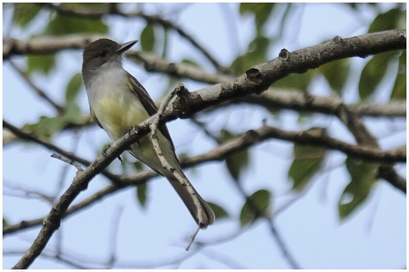 Dusky-capped Flycatcheradult