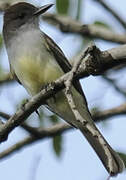 Dusky-capped Flycatcher