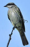 Piratic Flycatcher