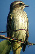 Piratic Flycatcher