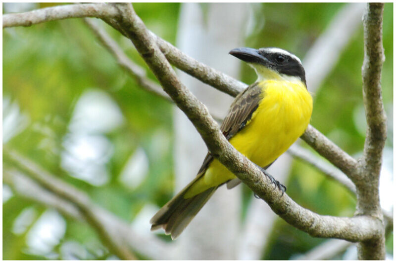 Boat-billed Flycatcheradult