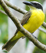 Boat-billed Flycatcher