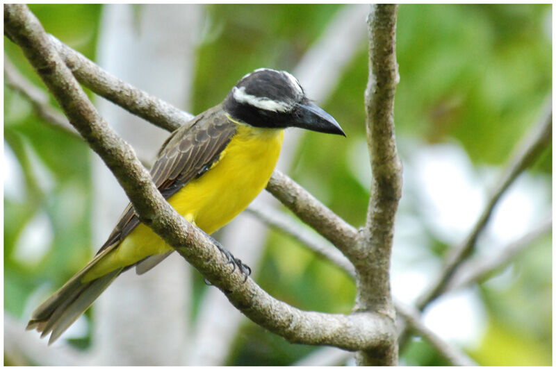 Boat-billed Flycatcheradult