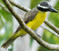 Boat-billed Flycatcher