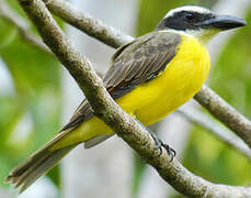 Boat-billed Flycatcher