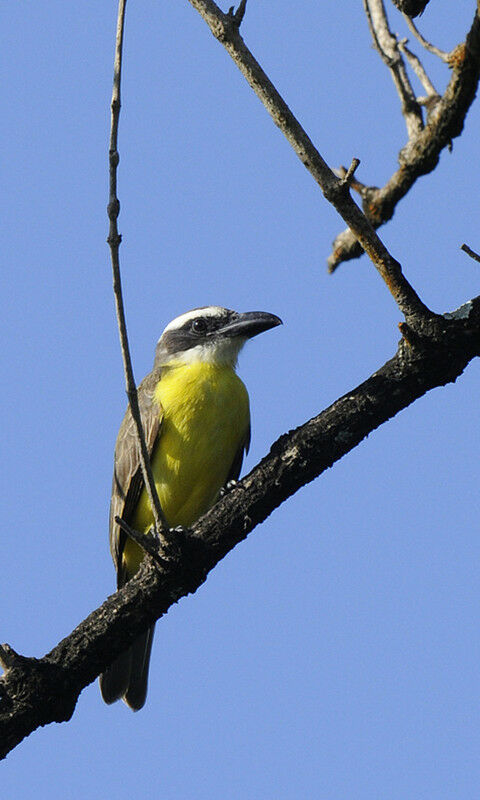 Boat-billed Flycatcheradult