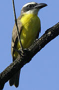 Boat-billed Flycatcher