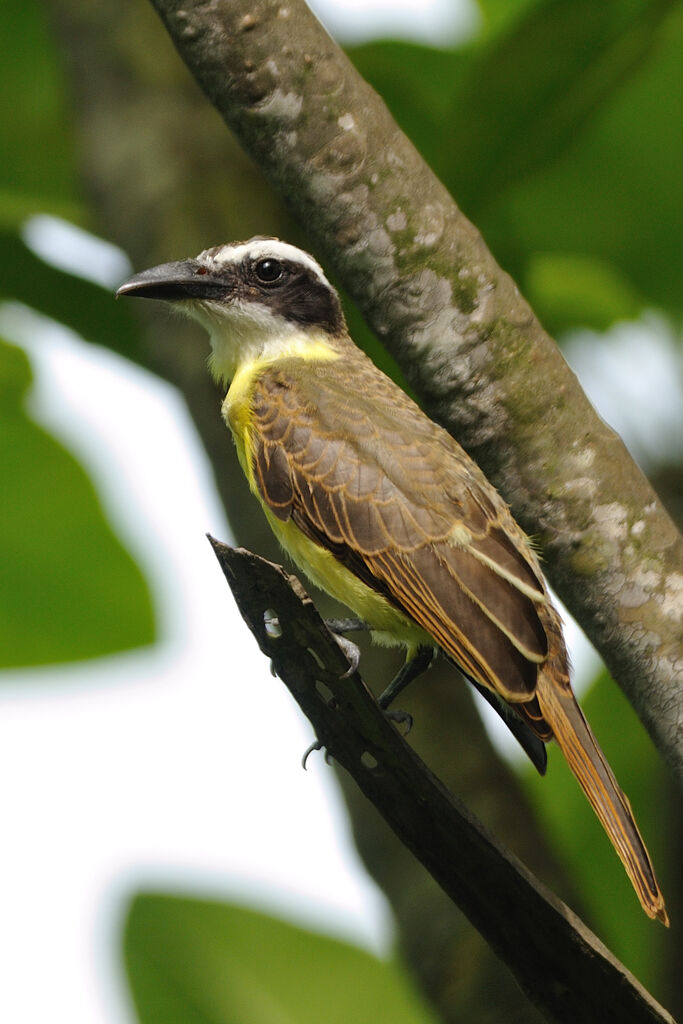 Boat-billed Flycatcheradult, identification