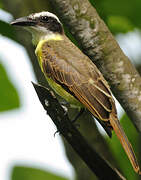 Boat-billed Flycatcher