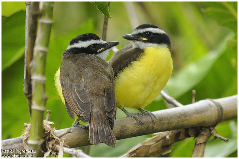 Great Kiskadeejuvenile, identification