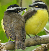 Great Kiskadee