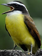 Great Kiskadee