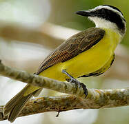 Great Kiskadee