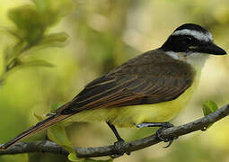 Great Kiskadee