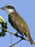 Great Kiskadee