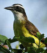 Great Kiskadee