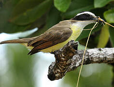 Great Kiskadee