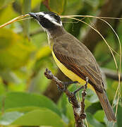 Great Kiskadee