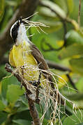 Great Kiskadee