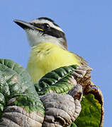 Great Kiskadee