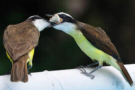 Great Kiskadee